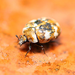 Home pests carpet beetles