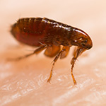 Home pests fleas