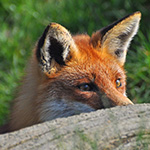 Home pests foxes