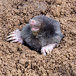 Home pests moles