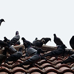 Home pests pigeons