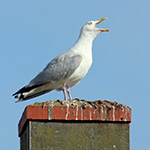 Home pests seagulls