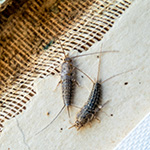 Home pests silverfish