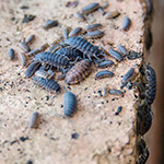 Home pests woodlice